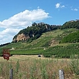 Weinberge bei Château-Chalon